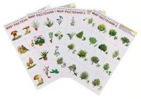 Набор разрезанных карточек "Мир растений-2"